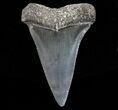 Fossil Mako Shark Tooth - Georgia #75187-1